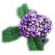�w���I�g���[�v(heliotrope)�摜