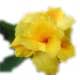 �J���i(canna)�摜