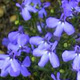 ���x���A(lobelia)�摜